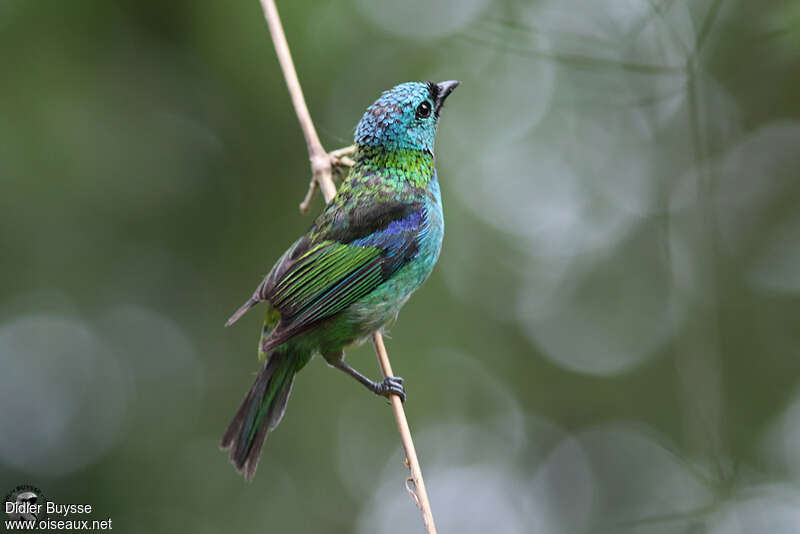 Calliste à tête verteimmature, identification