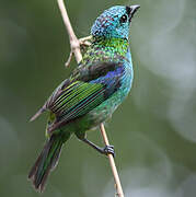 Green-headed Tanager