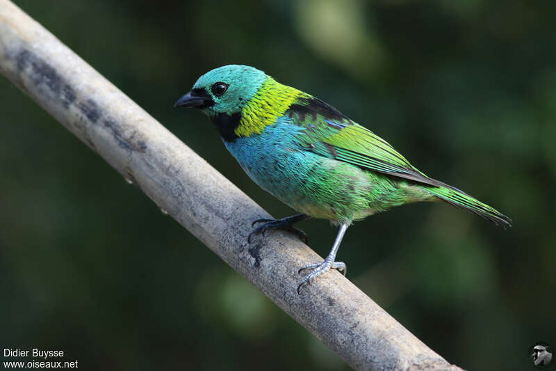 Green-headed Tanageradult, identification