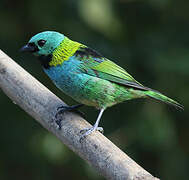 Green-headed Tanager