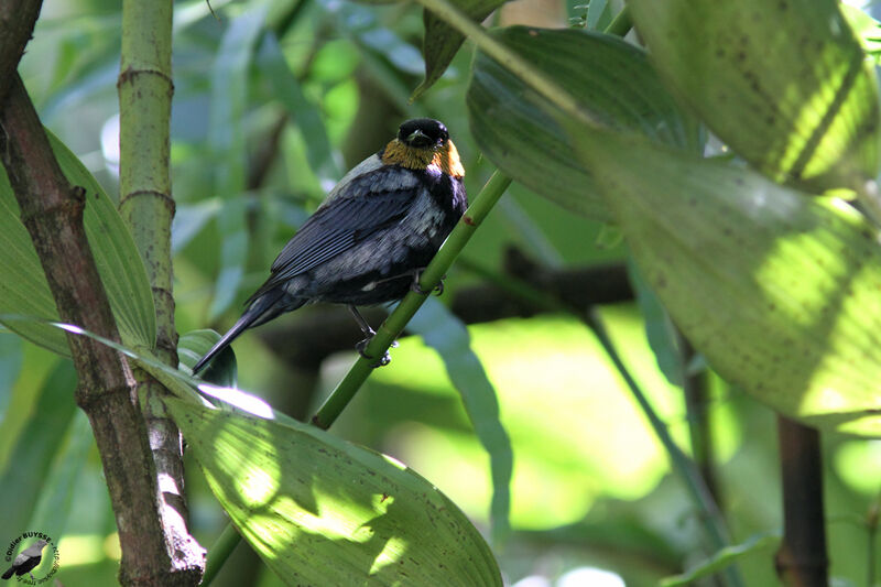 Calliste argenté mâle adulte, identification