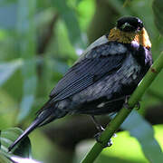 Silver-backed Tanager