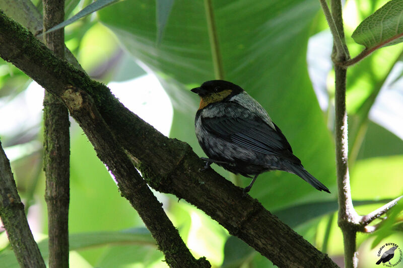 Calliste argenté mâle adulte, identification