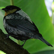 Silver-backed Tanager