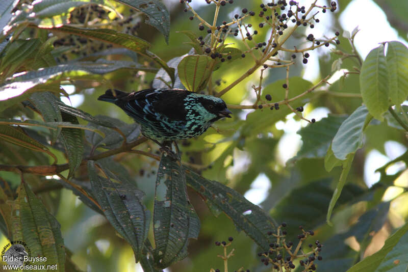 Calliste béryladulte, identification, régime