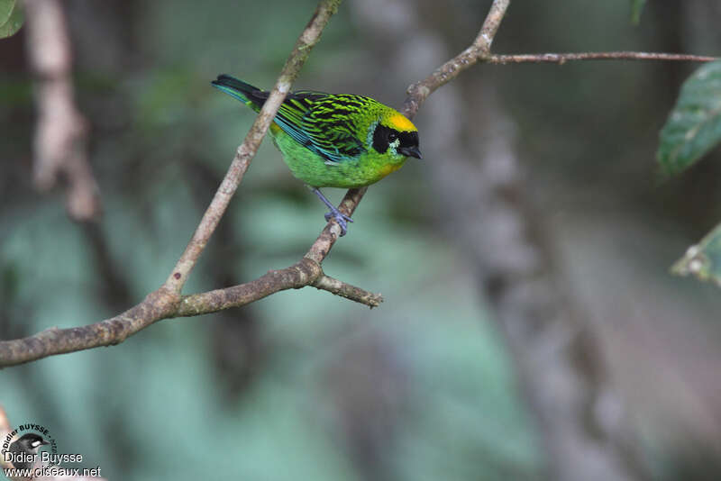 Green-and-gold Tanager male adult, identification