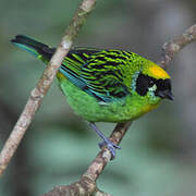 Green-and-gold Tanager