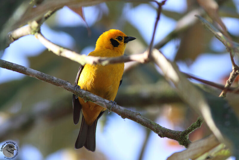 Golden Tanageradult, identification