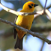 Golden Tanager