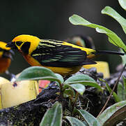 Golden Tanager