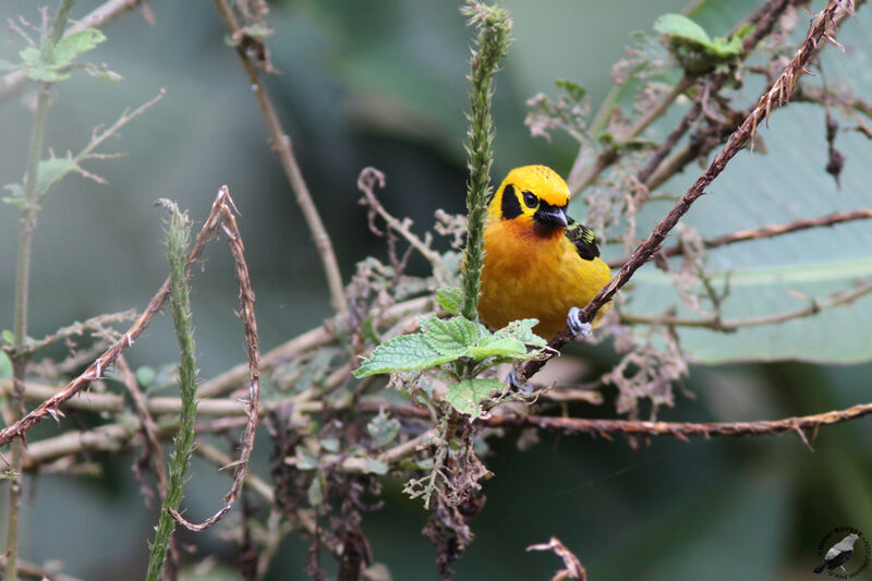 Golden Tanageradult, identification