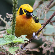 Golden Tanager