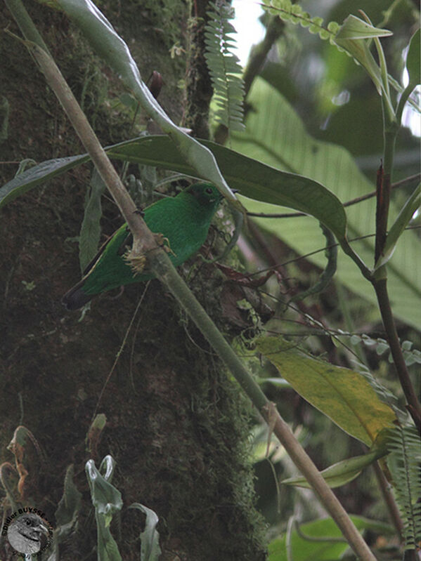 Glistening-green Tanager, identification