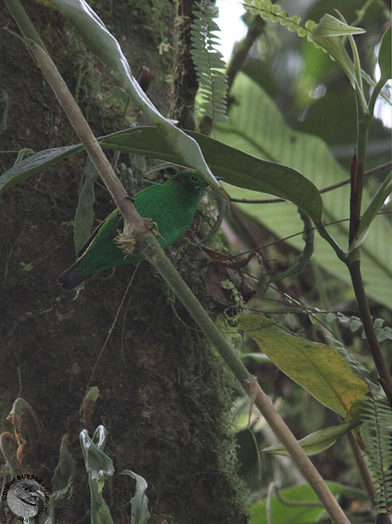 Calliste étincelant, identification