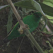 Glistening-green Tanager