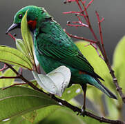 Orange-eared Tanager