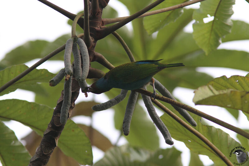 Bay-headed Tanageradult, identification, feeding habits