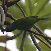 Bay-headed Tanager