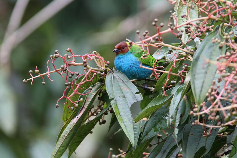 Bay-headed Tanageradult, identification