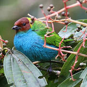 Bay-headed Tanager