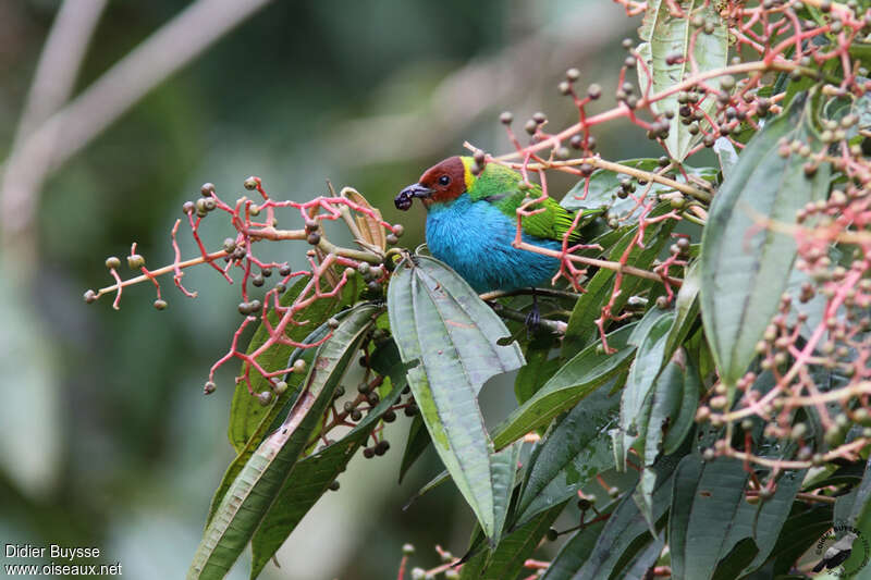 Calliste rouverdinadulte, habitat, régime