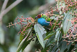 Bay-headed Tanager