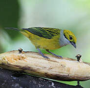 Silver-throated Tanager