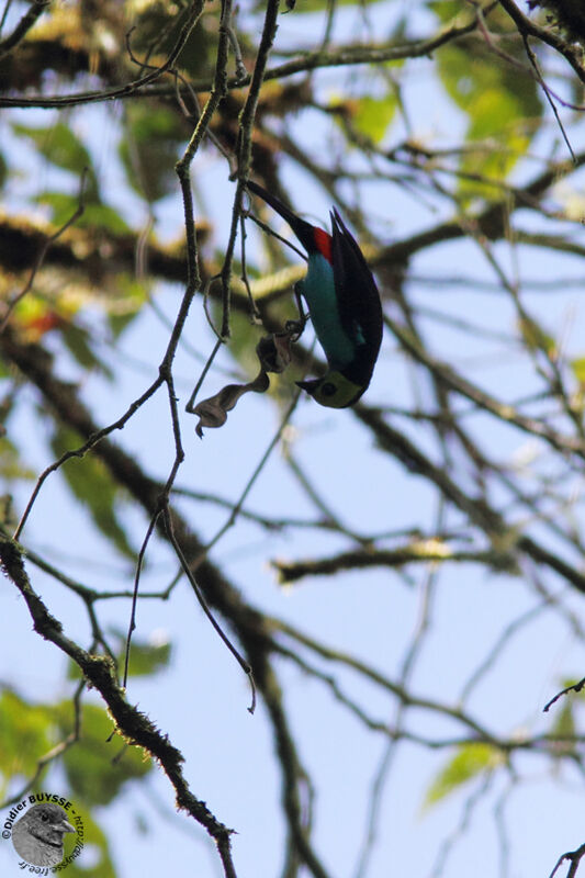 Paradise Tanageradult breeding, identification