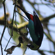 Paradise Tanager