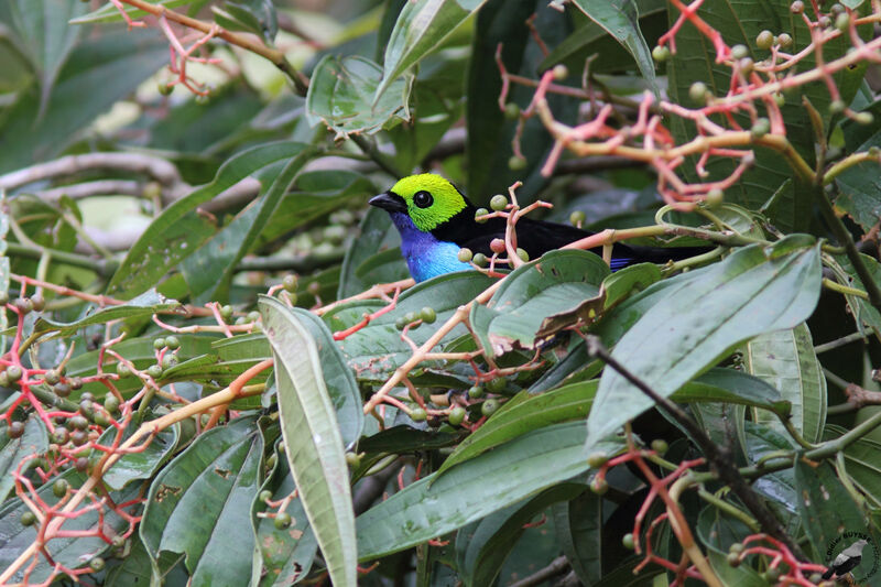 Paradise Tanageradult, identification