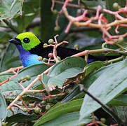 Paradise Tanager