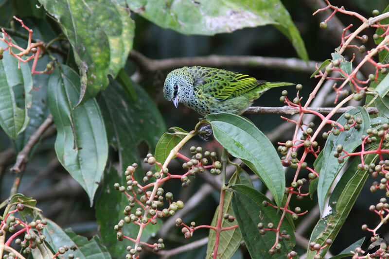 Calliste syacouadulte, identification