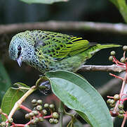 Spotted Tanager