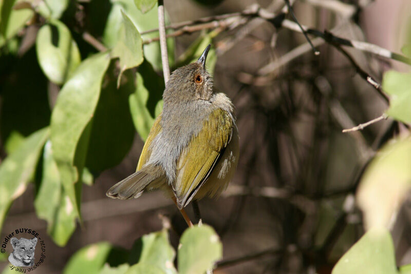 Camaroptère à dos gris, identification