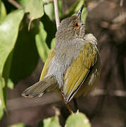 Camaroptère à dos gris