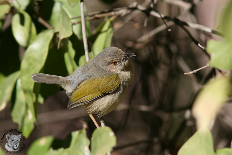 Grey-backed Camaroptera, identification