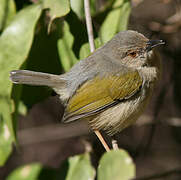 Grey-backed Camaroptera