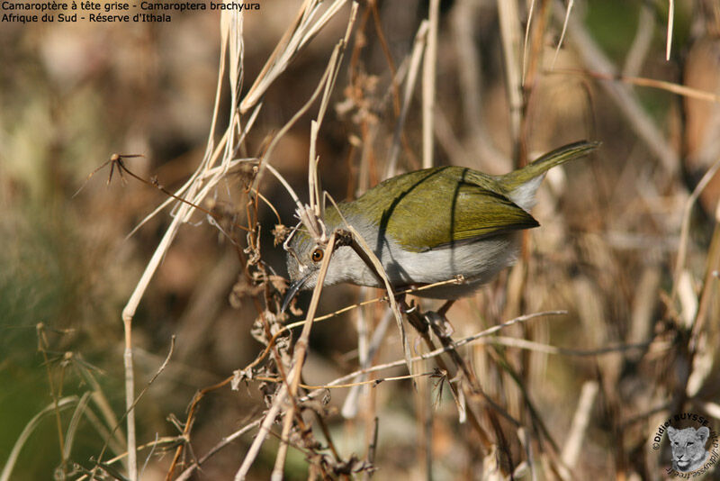 Green-backed Camaroptera, identification