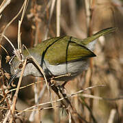 Green-backed Camaroptera