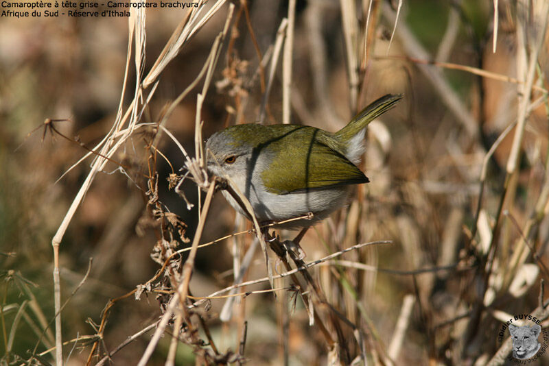 Camaroptère à tête grise, identification