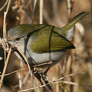 Green-backed Camaroptera