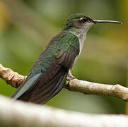 Grey-breasted Sabrewing