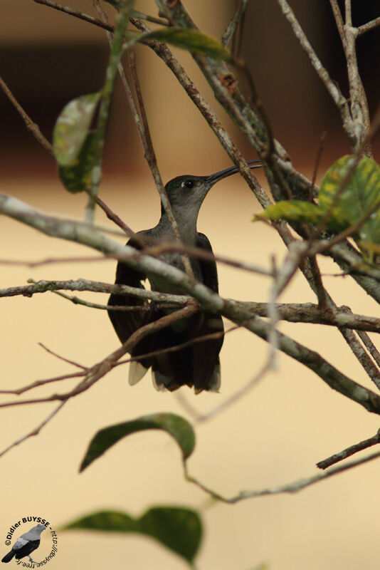 Grey-breasted Sabrewingadult, identification