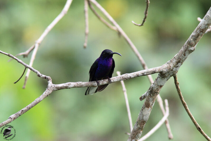 Campyloptère violet mâle adulte, identification