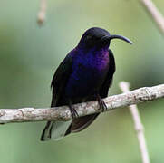 Violet Sabrewing