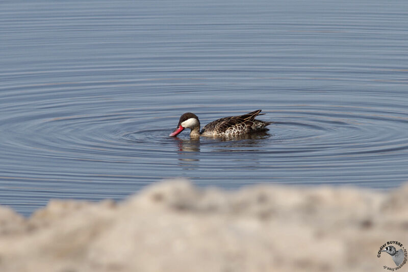 Red-billed Tealadult, identification