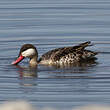 Canard à bec rouge