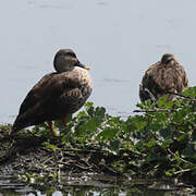 Indian Spot-billed Duck