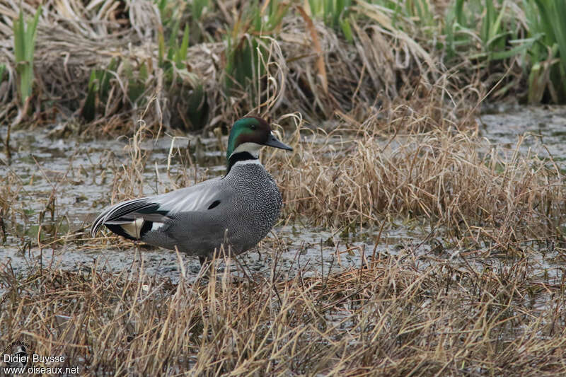 Canard à faucilles mâle adulte nuptial, identification