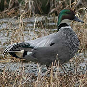 Falcated Duck